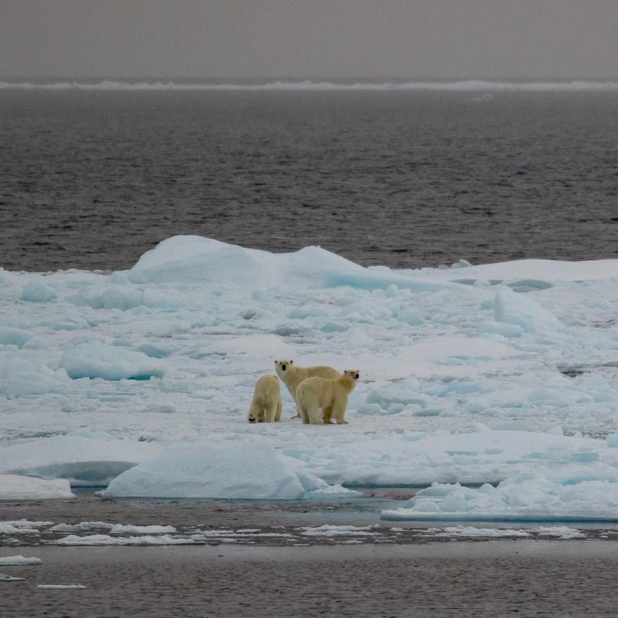 Arctic Ocean